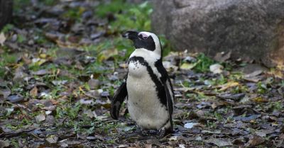 Nowy dom dla pingwinów w Warszawskim ZOO