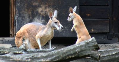 Kangurzątko urodziło się w warszawskim ZOO