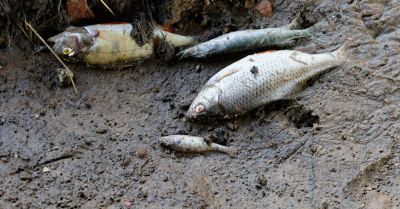 Z Wkry wyłowiono ok. 600 kg śniętych ryb